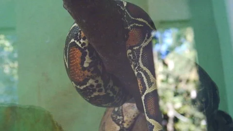 A Python Sname Around A Branch inside an Aquarium Stock Footage 100948275