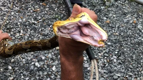 Python snatch a bite. Video stock 96220296