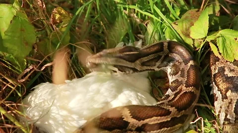 Python sniffs its prey Stock Footage 144334309