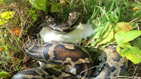 Python sniffs its prey Video stock 153330428