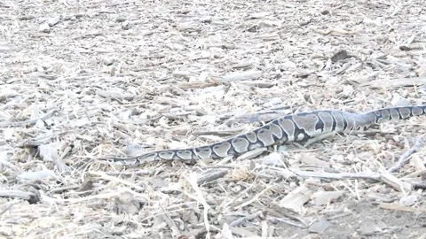 Python Spotted Slithering at Los Angeles Park, Los Angeles, California, USA - 19 库存影片 205276149