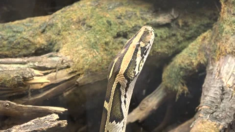 Python stands with head up lurking for prey in the tree Vídeos de archivo 290463999