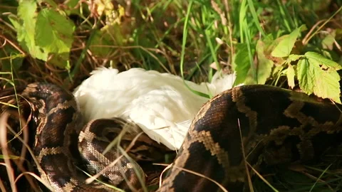 Python starts eating Video stock 162234724