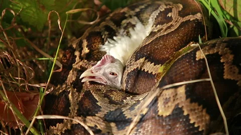 Python strangles prey Stock-Footage 144334188