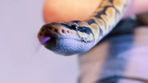 A python strangles a snake held by a man Stock Footage 271077148