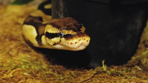 A python strangles a snake held by a man Stock Footage 271337870