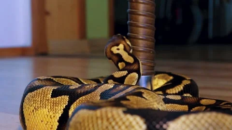 A python strangles a snake held by a man Stock Footage 271337897