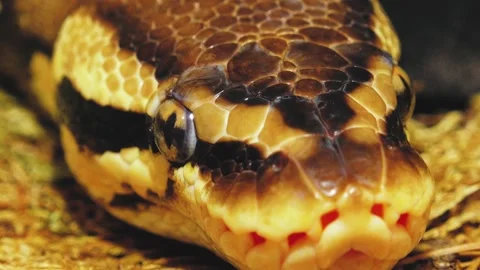 A python strangles a snake held by a man Stock Footage 271339487