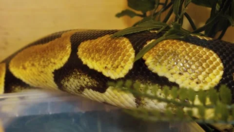 A python strangles a snake held by a man Stock Footage 271339868