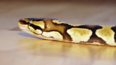 A python strangles a snake held by a man Stock Footage 271340200