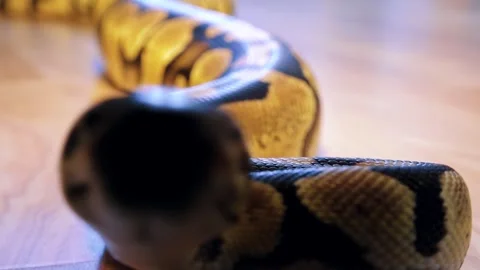 A python strangles a snake held by a man Stock Footage 271340209