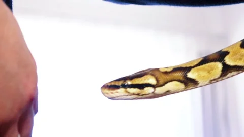 A python strangles a snake held by a man Stock Footage 271340347