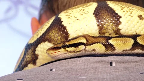 A python strangles a snake held by a man Stock Footage 271340354