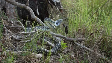 Python Strike 100fps 4K Video stock 223967622