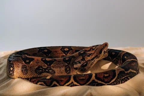 Python sunlight textured sand grey Stock Photos