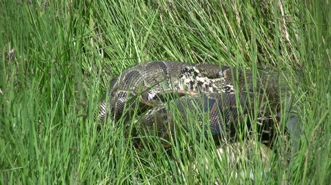 Python swalloing a gazelle Stock Footage 700234