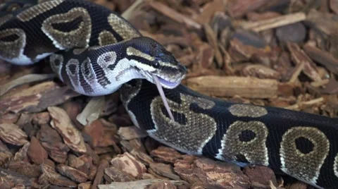 Python swallowing a rat HD 스톡 동영상 7741028