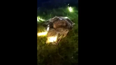 Python swallows 40 kilogram goat in China Stockbeeldmateriaal 109390567