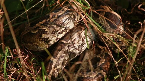 Python swallows chicken Video stock 150689164