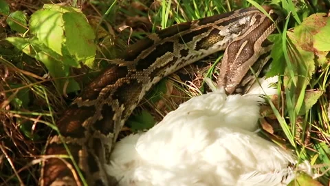 Python swallows chicken Stockbeeldmateriaal 162234517