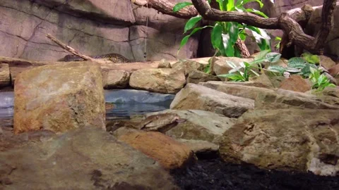 Python Swim In The Pond Water At Burgers Zoo In Arnhem, Netherlands. Stock Footage 168695649