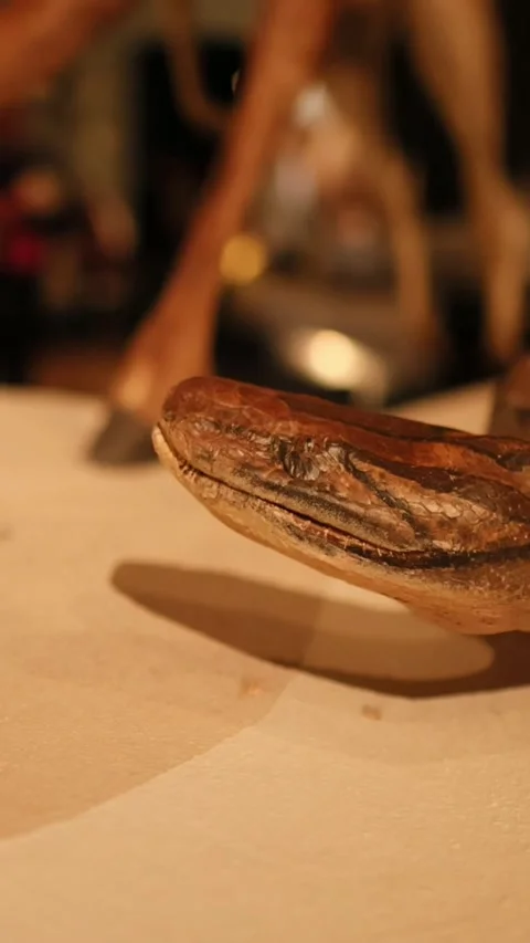 Python Taxidermy at Scottish Museum Video stock 306130299