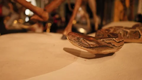Python Taxidermy at Scottish Museum Stock Footage 310281903