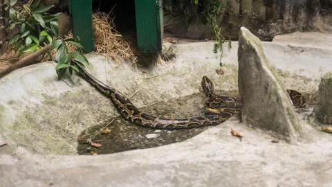 Python in terrarium close-up. .Vietnamese Ho Chi Minh Zoo 스톡 사진