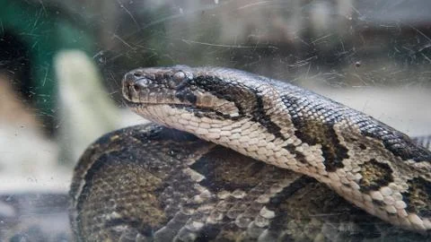 Python in terrarium close-up. .Vietnamese Ho Chi Minh Zoo Stock-Fotos