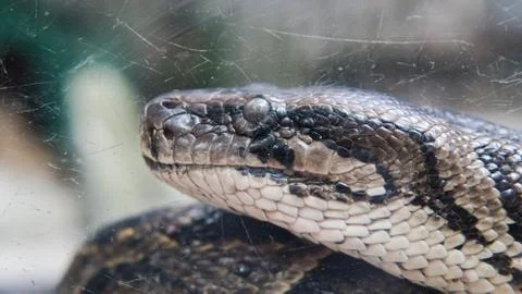 Python in terrarium close-up. .Vietnamese Ho Chi Minh Zoo Stock-Fotos