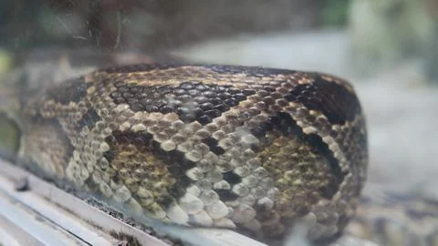 Python in terrarium close-up. .Vietnamese Ho Chi Minh Zoo 写真素材