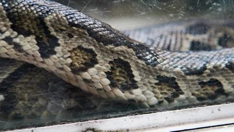 Python in terrarium close-up. .Vietnamese Ho Chi Minh Zoo 스톡 사진