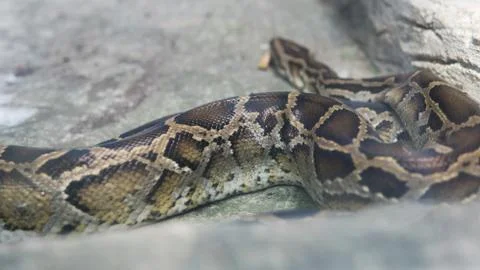 Python in terrarium close-up. .Vietnamese Ho Chi Minh Zoo Stock-Fotos