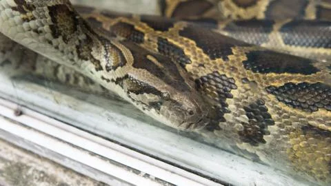 Python in terrarium close-up. .Vietnamese Ho Chi Minh Zoo Stock-Fotos