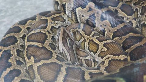 Python in terrarium close-up. .Vietnamese Ho Chi Minh Zoo Stock-Fotos