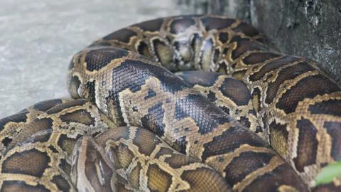 Python in terrarium close-up. .Vietnamese Ho Chi Minh Zoo Stock-Fotos