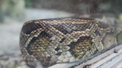 Python in terrarium close-up. .Vietnamese Ho Chi Minh Zoo 写真素材