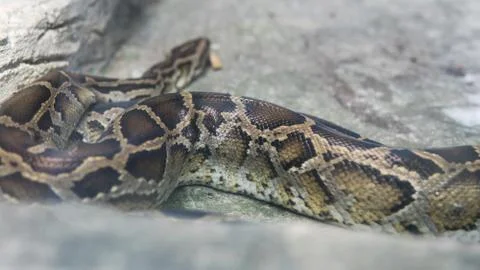 Python in terrarium close-up. .Vietnamese Ho Chi Minh Zoo Stock-Fotos