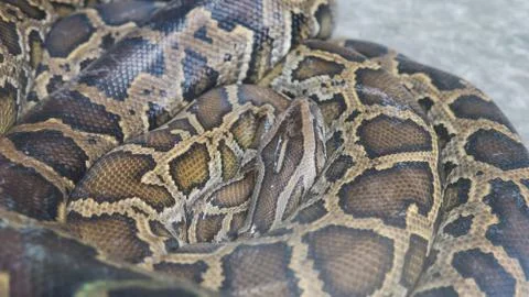 Python in terrarium close-up. .Vietnamese Ho Chi Minh Zoo 스톡 사진