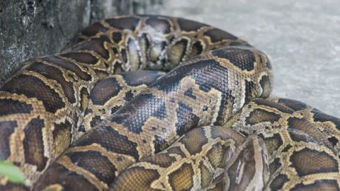 Python in terrarium close-up. .Vietnamese Ho Chi Minh Zoo Stock-Fotos