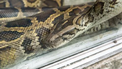 Python in terrarium close-up. .Vietnamese Ho Chi Minh Zoo Stock-Fotos