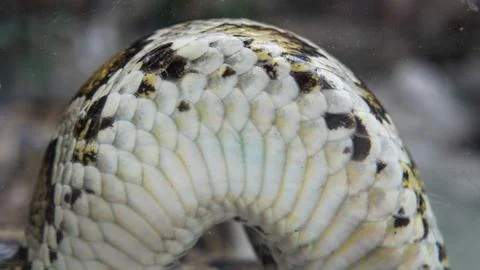 Python in terrarium close-up. .Vietnamese Ho Chi Minh Zoo Stock-Fotos