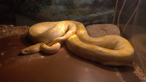 Python in terrarium Vidéo 80933531