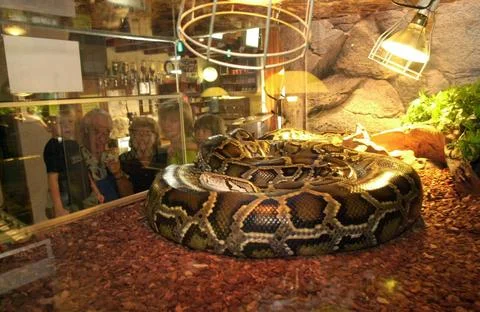  python in a terrarium, one of the largest snake species in the world pyth... Stock Photos