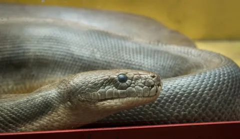 Python in the terrarium 스톡 사진