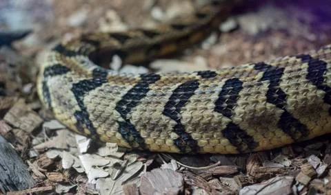 Python, texture of the skin of a snake, detailed scales of the skin of a rept 스톡 사진