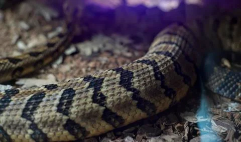 Python, texture of the skin of a snake, detailed scales of the skin of a rept Photos