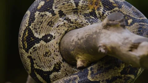 A python tightly constricts a tree branch, demonstrating its incredible Vídeos de archivo 282699670