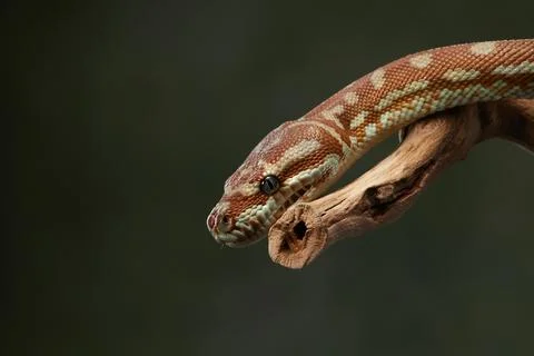 Python with Tongue Out Photos