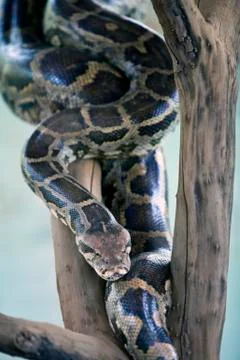 Python on a tree branch Photos